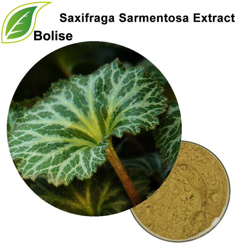 Aardbei Tigeria-extract (Saxifraga Sarmentosa-extract)