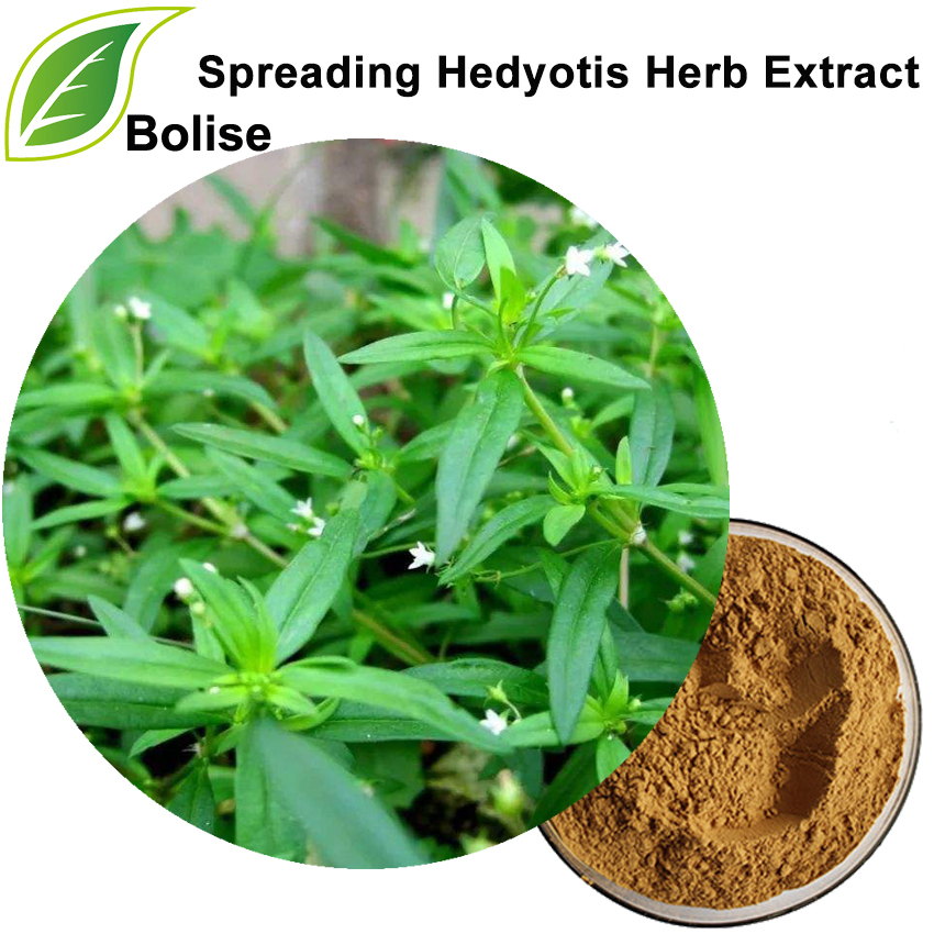 Hedyotis जडिबुटी निकासी फैलाउने