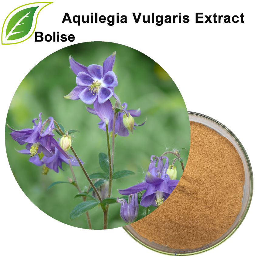 Chiết xuất Aquilegia Vulgaris