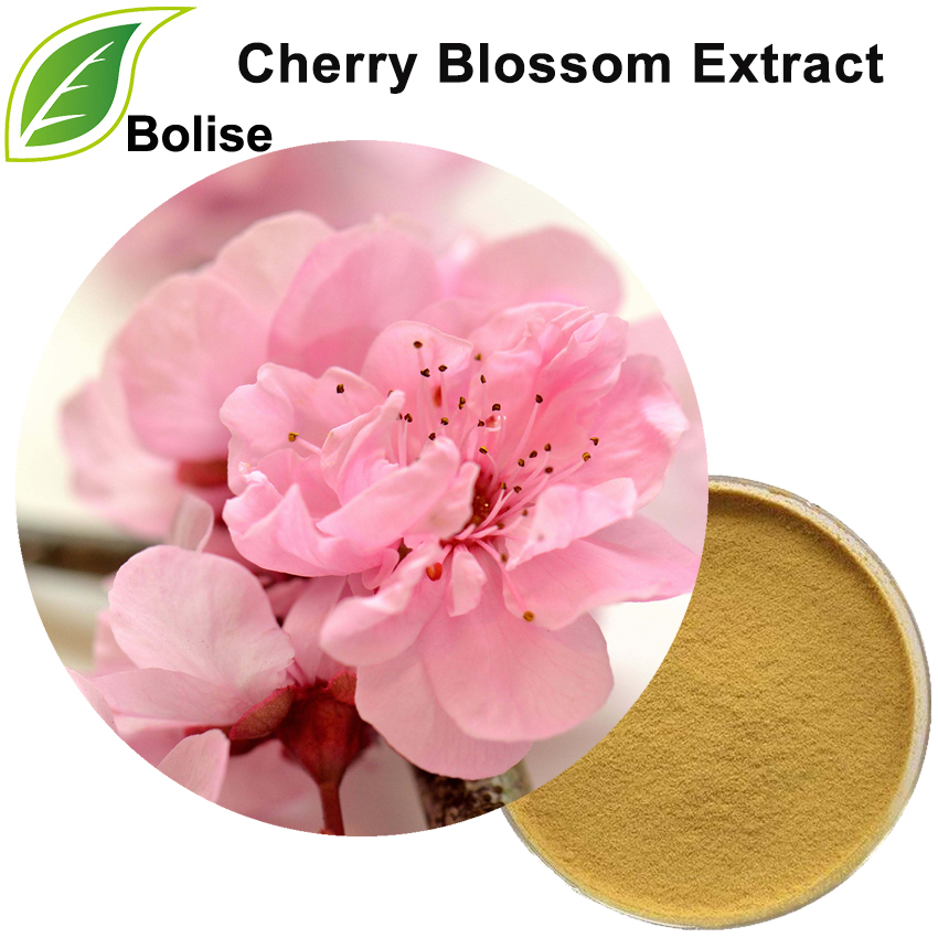 Dondoo ya Cherry Blossom (Prunus Serrulata Flower Extract)