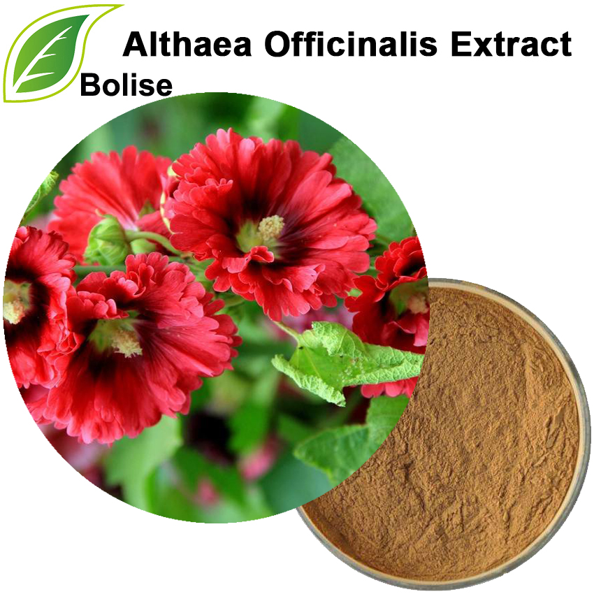 Althaea Officinalis Extract Althaea Officinalis Extract