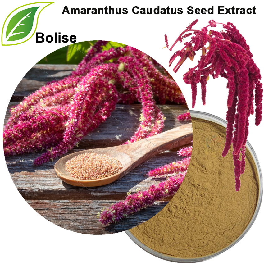 Amaranthus Caudatus Seed Extract