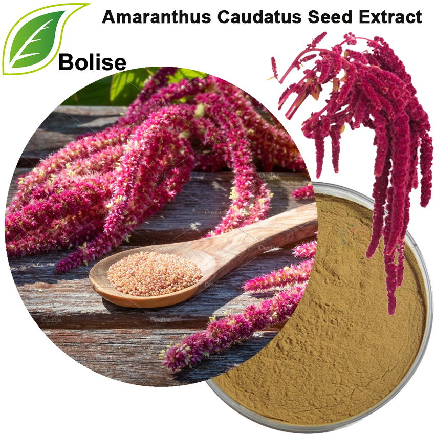 Extracte de llavors d'Amaranthus Caudatus