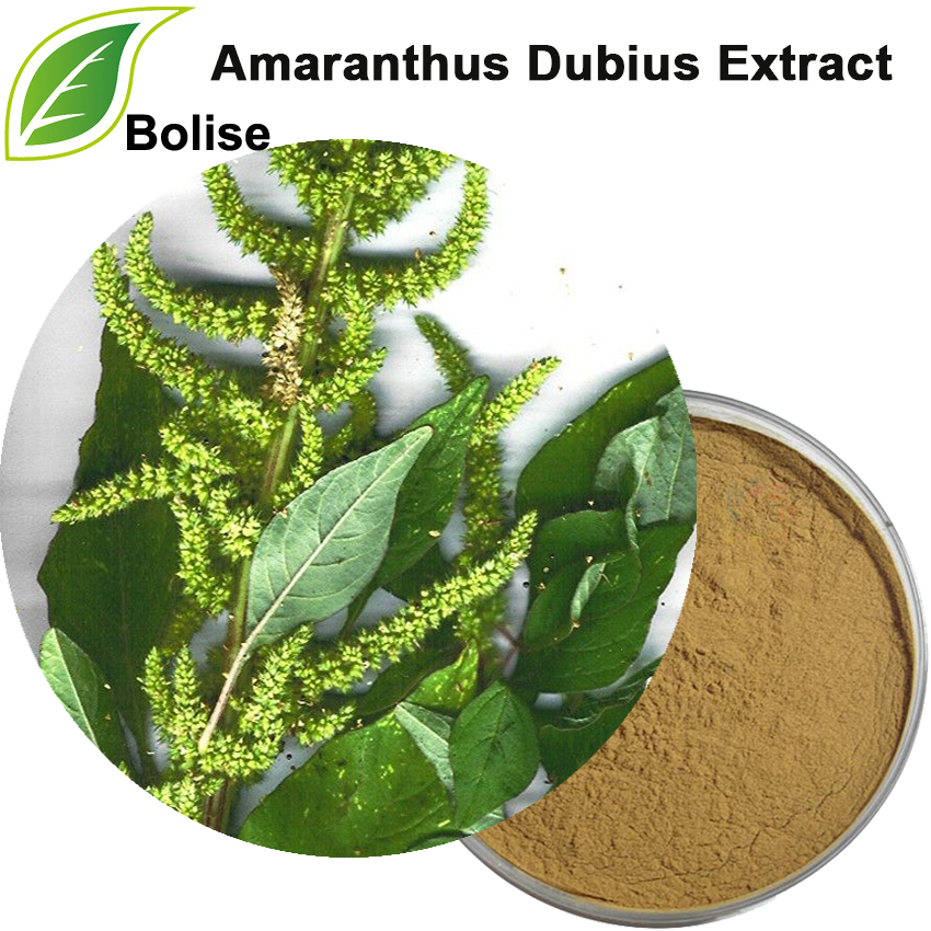 Ekstrak Amaranthus Dubius