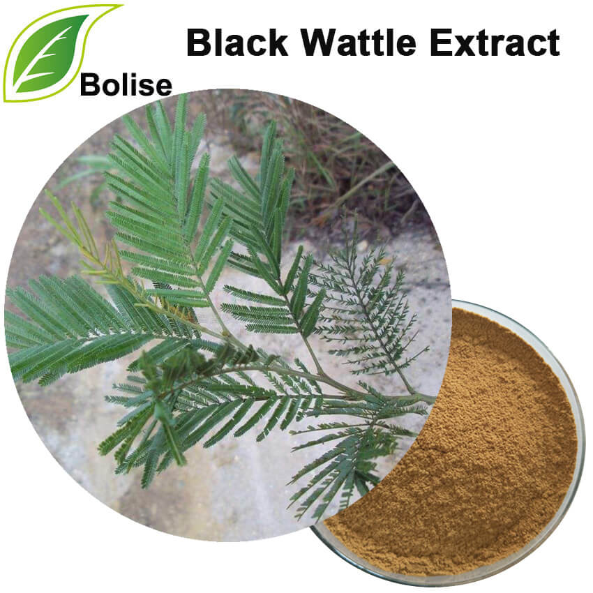 შავი Wattle ექსტრაქტი (Acacia Mearnsii Extract)