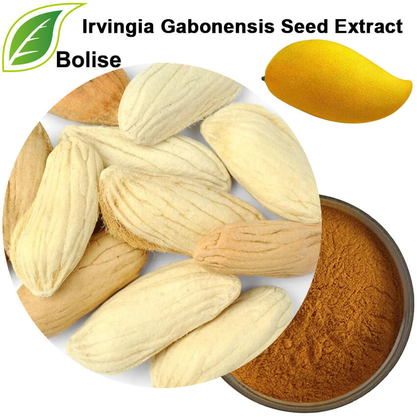 Irvingia Gabonensis Seed Extract Irvingia Gabonensis Seed Extract