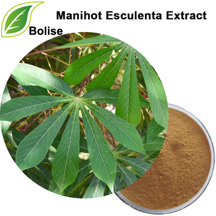 Manihot Esculenta निकालने (कसावा पत्ता निकालें)