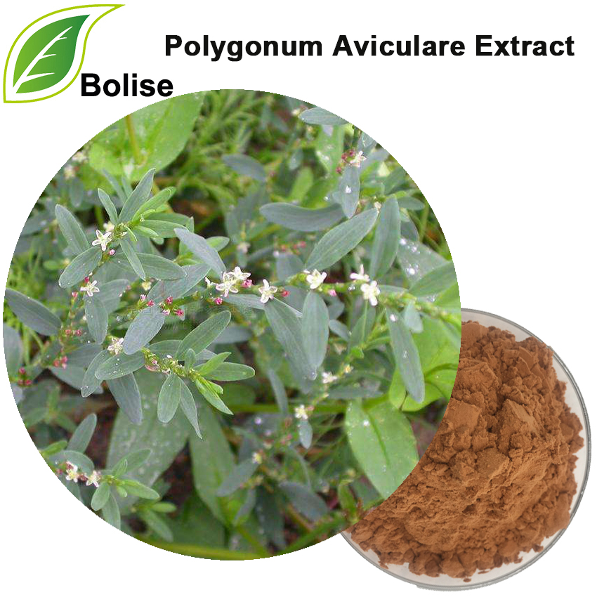 Polygonum Aviculare Extract