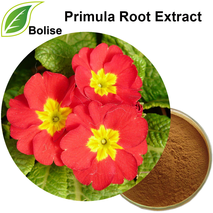 Primula 뿌리 추출물