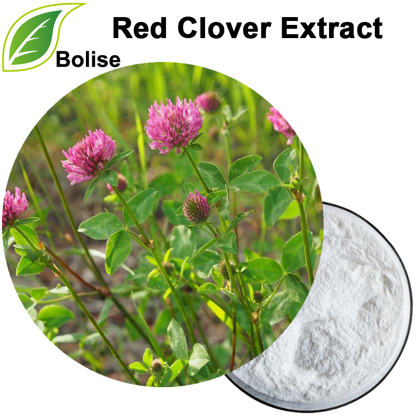 Red Clover Extract Red Clover Extract