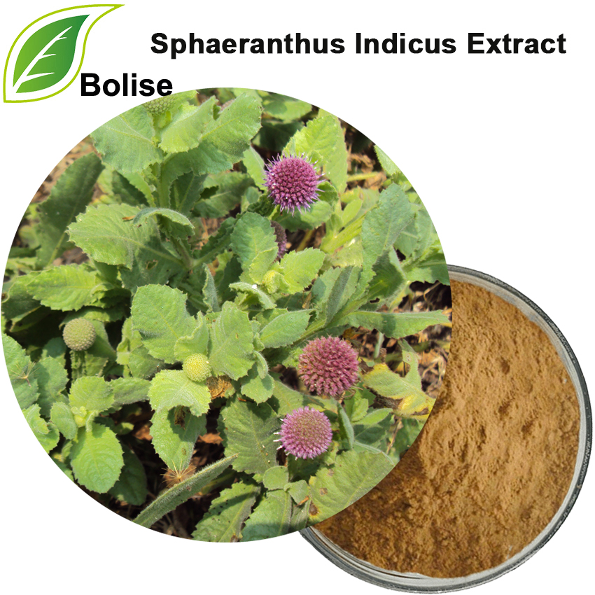 Hedysarum Villosum-extract (Sphaeranthus Indicus-extract)