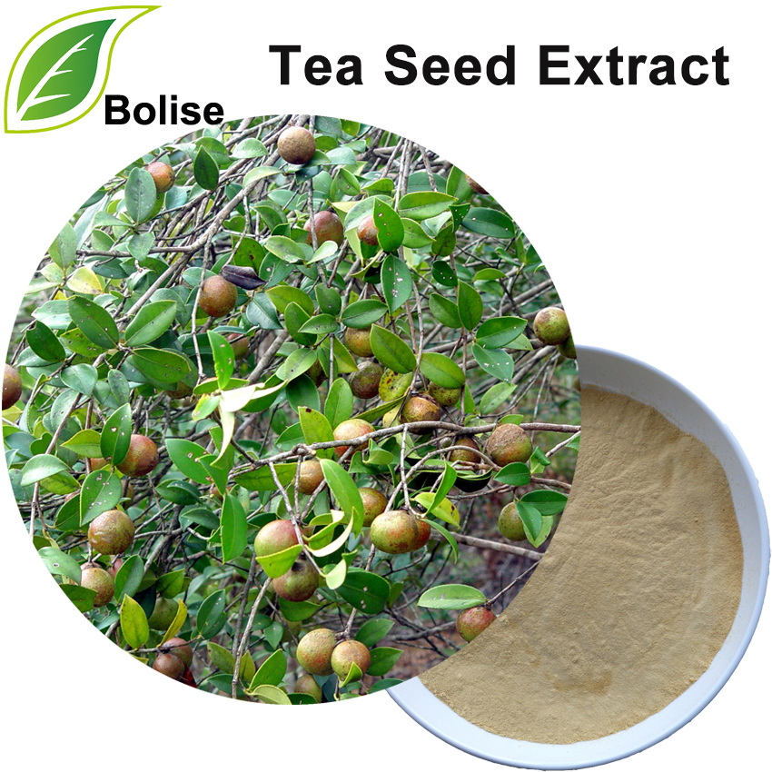 Tea Seed Extract(Tea Oil Camellia Extract)