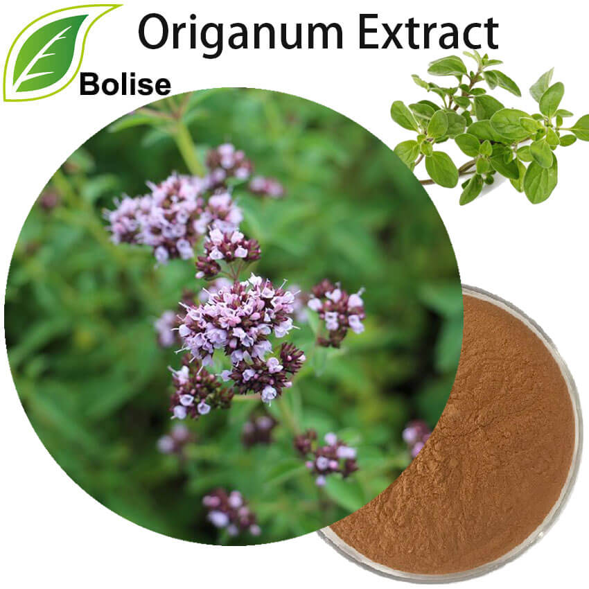 Sliocht Marjoram (Sliocht Origanum)