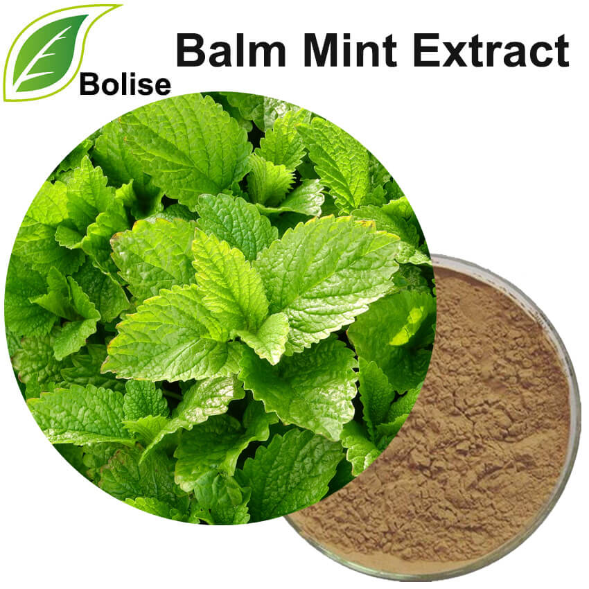 Ekstrak Balm Mint