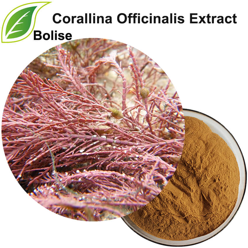 Estratto di Corallina Officinalis