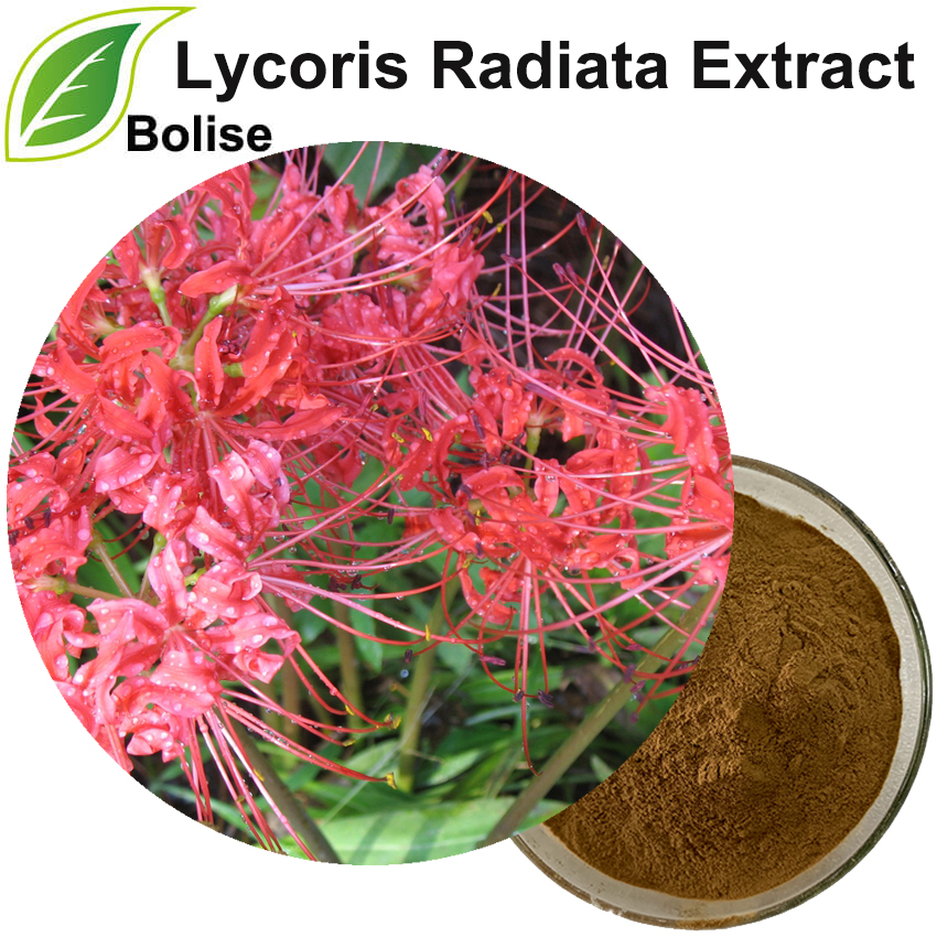 Estratto di Lycoris Radiata