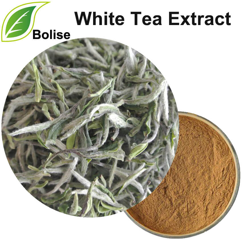 Weißer Tee-Extrakt