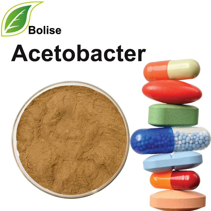 Asetobacter