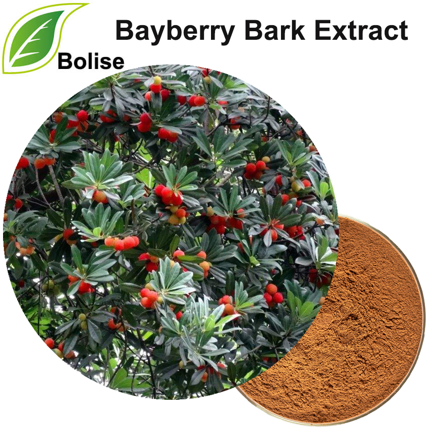 Bayberry bark extrakt