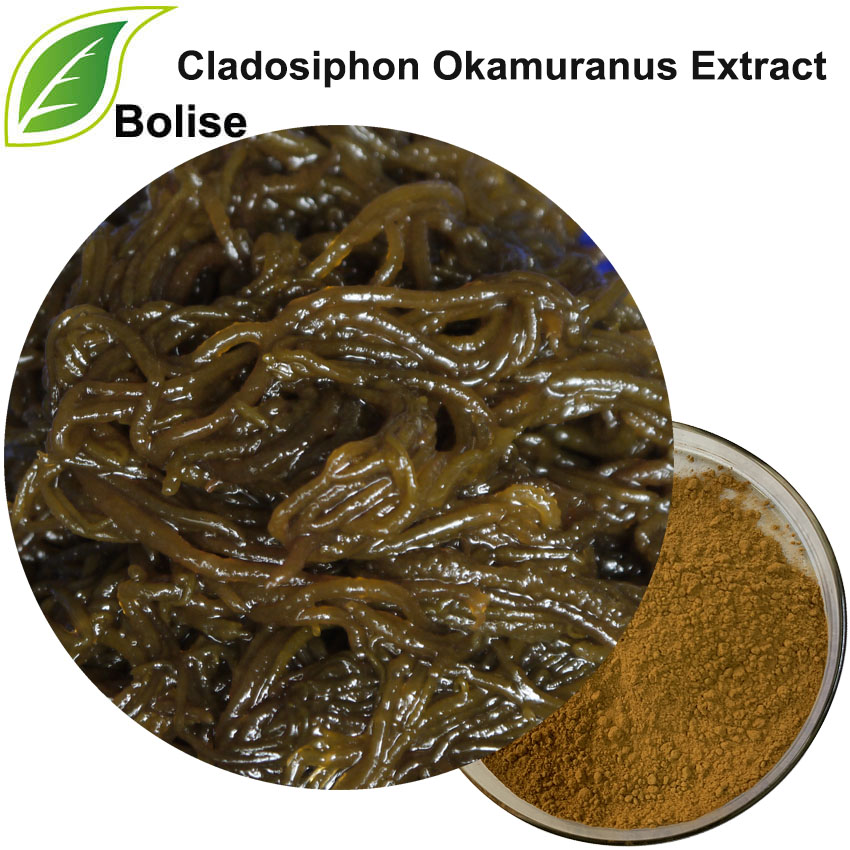 Detholiad Cladosiphon Okamuranus