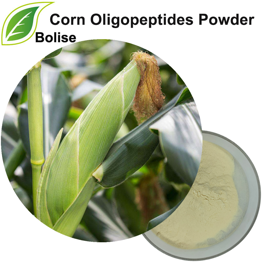 Kukorica oligopeptidek por