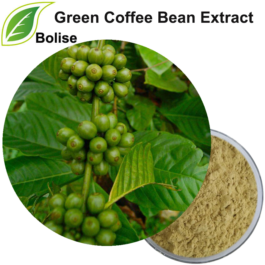 Green Coffee Bean Extract Green Coffee Bean Extract