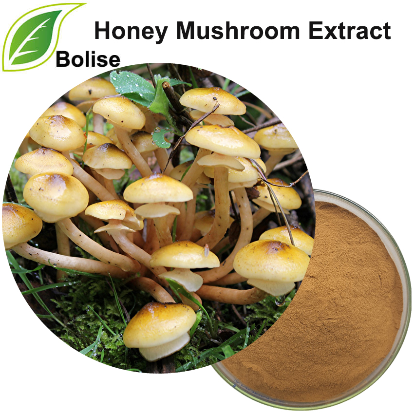 Honey Mushroom Extract Honey Mushroom Extract