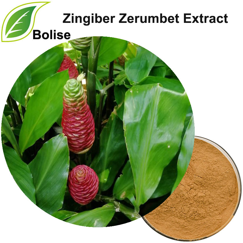 Zingiber Zerumbet Extract
