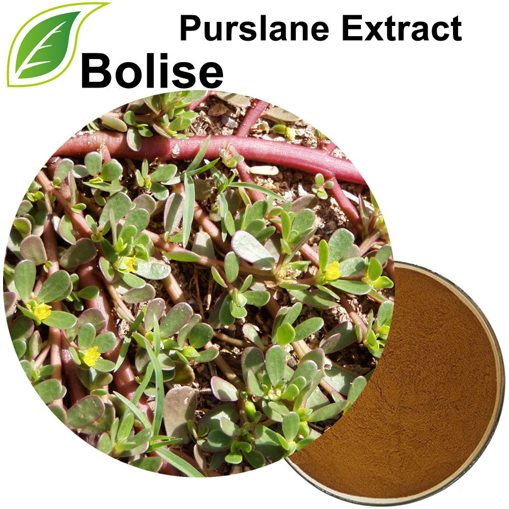 Soosaarida Purslane (Soosaarida Portulaca Oleracea)