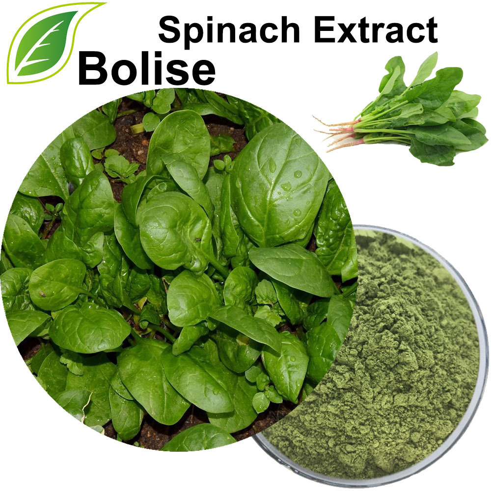 Spinacia Oleracea Extract (Spinat Extract)