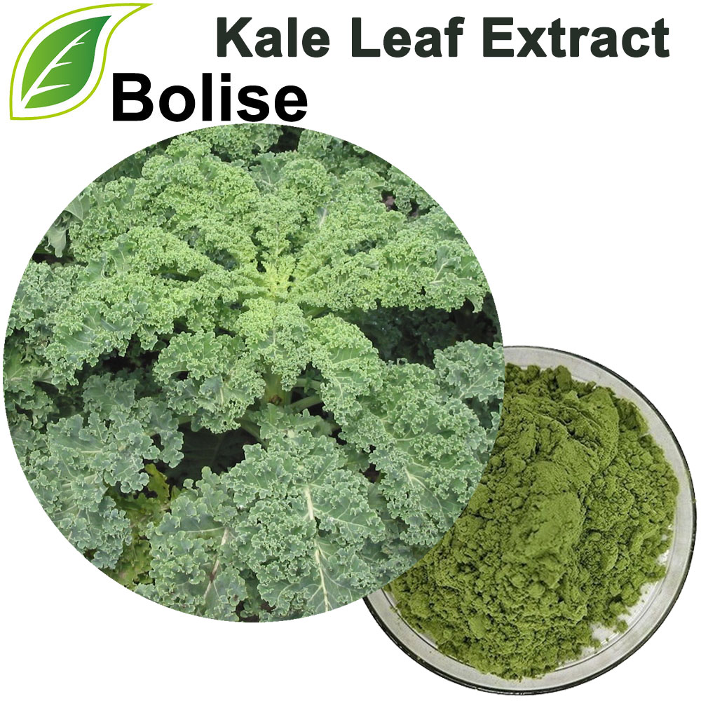 Sliocht Kale Leaf