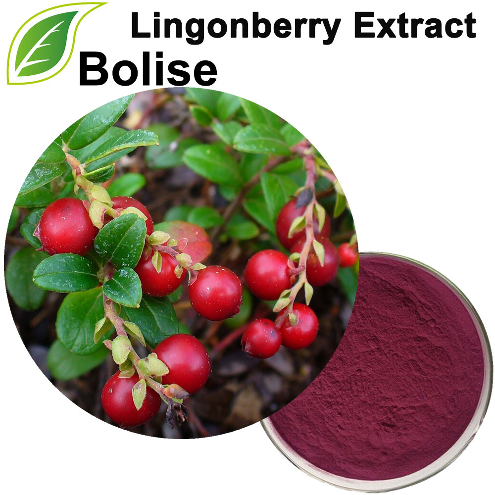 Lingonberry ექსტრაქტი (Cowberry ექსტრაქტი)