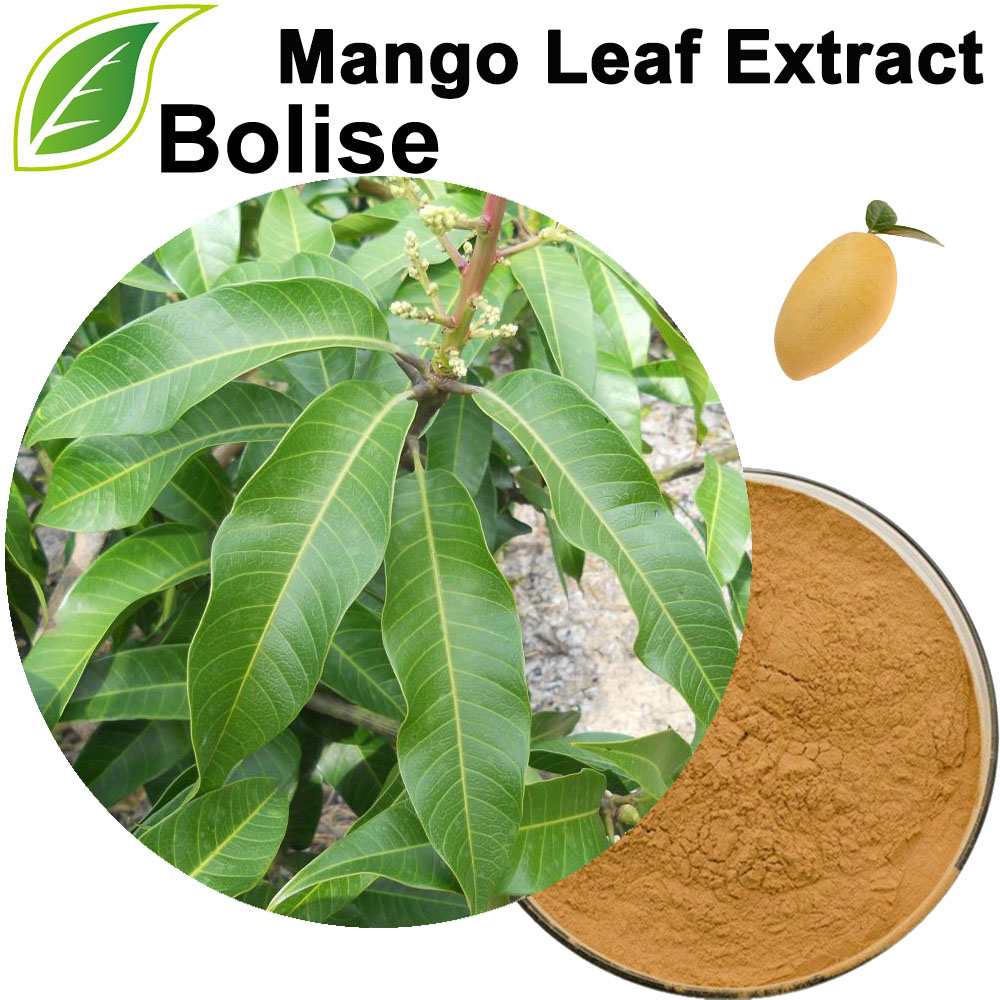 Mangoblad-extract (extract van mangobladeren)