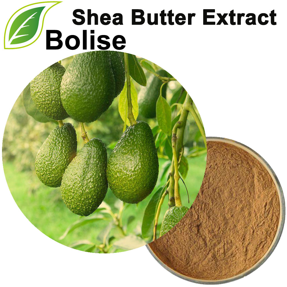 Butyrospermum Parkii Extract (Shea Butter Extract)