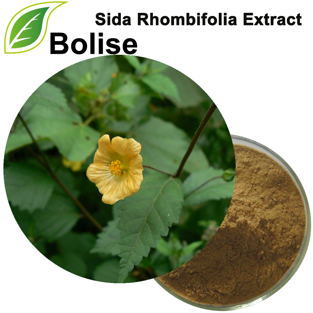 Extracto de Sida Rhombifolia