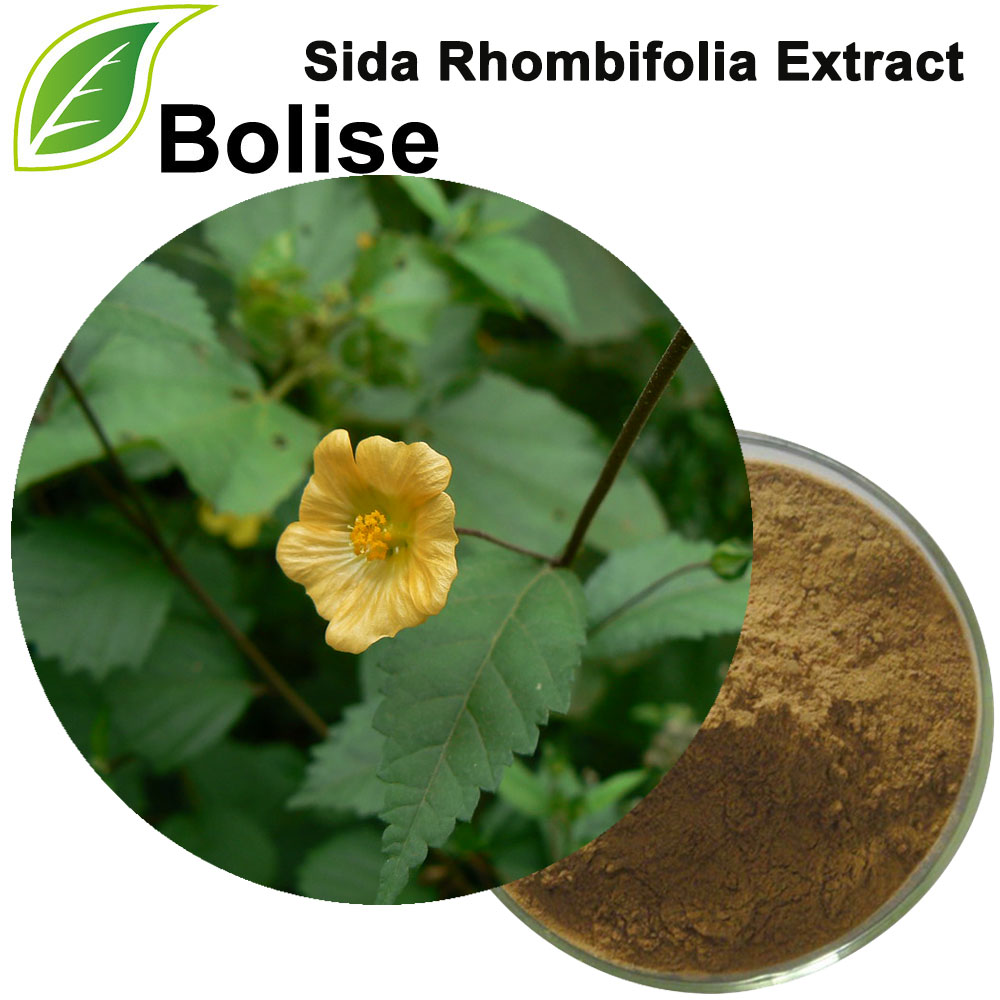 Extrato de Sida Rhombifolia