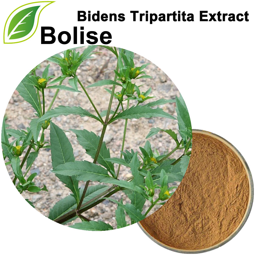 Ekstrakt Bidens Tripartita