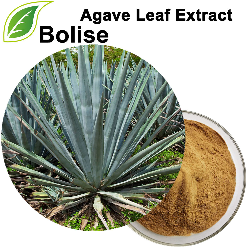 Extrato de folha de agave