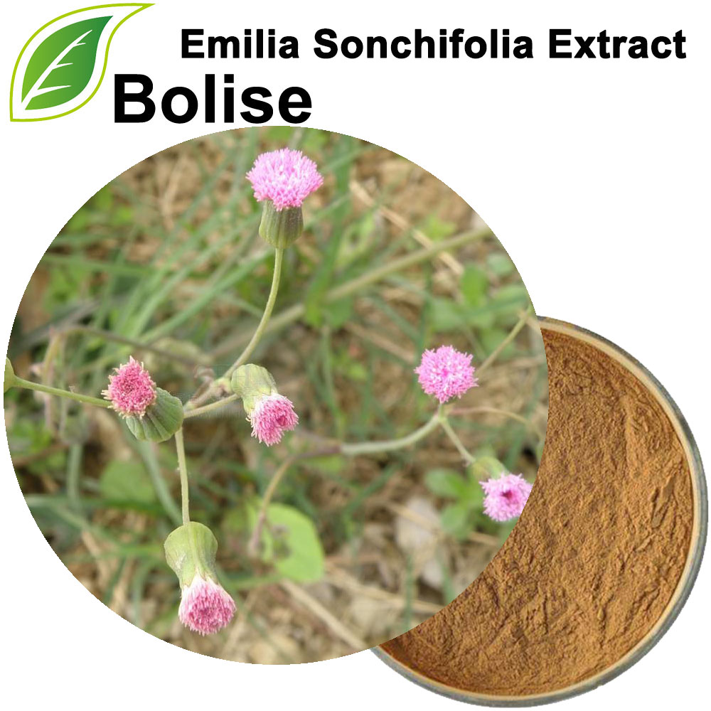 Ekstrak Emilia Sonchifolia