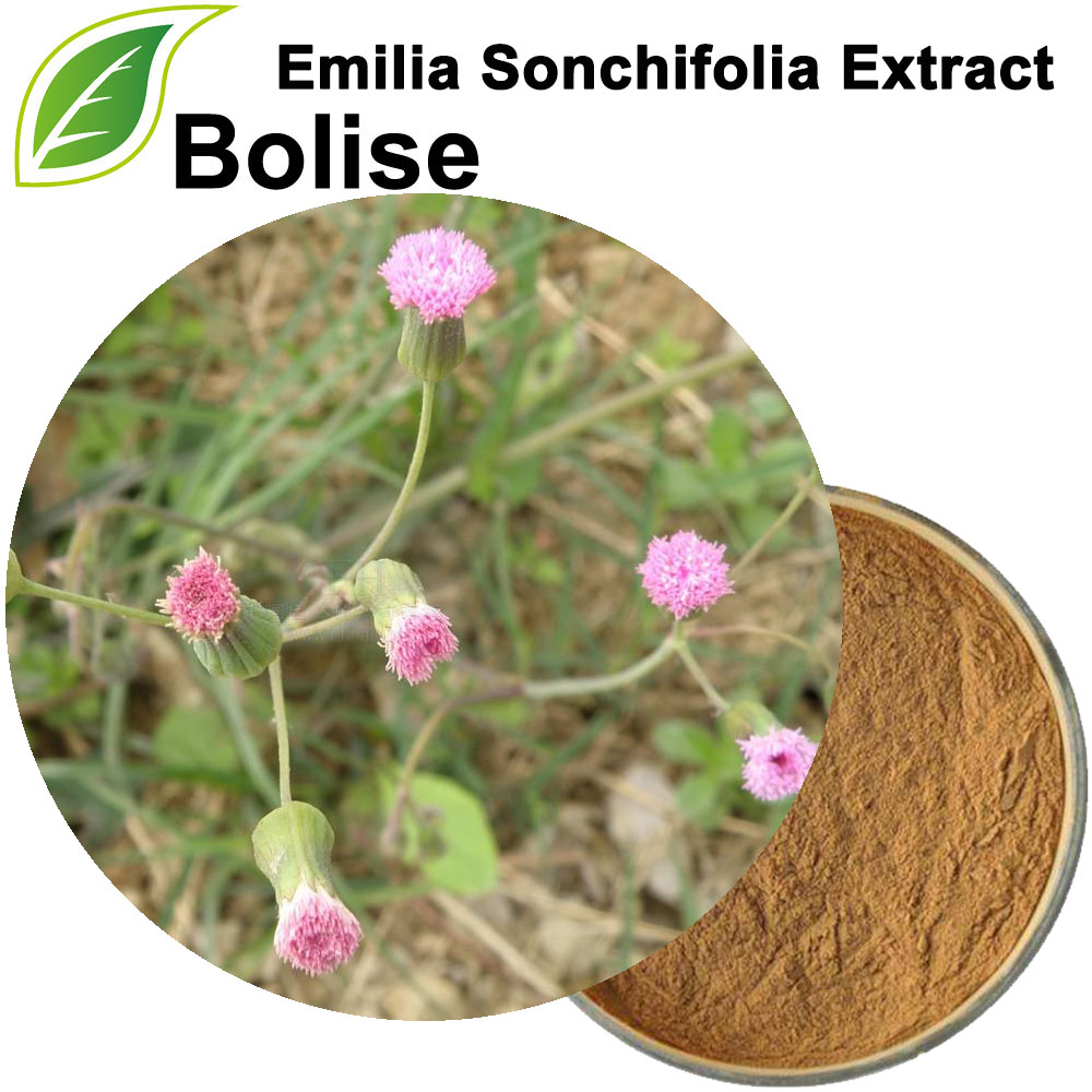 Emilia Sonchifolia 추출물