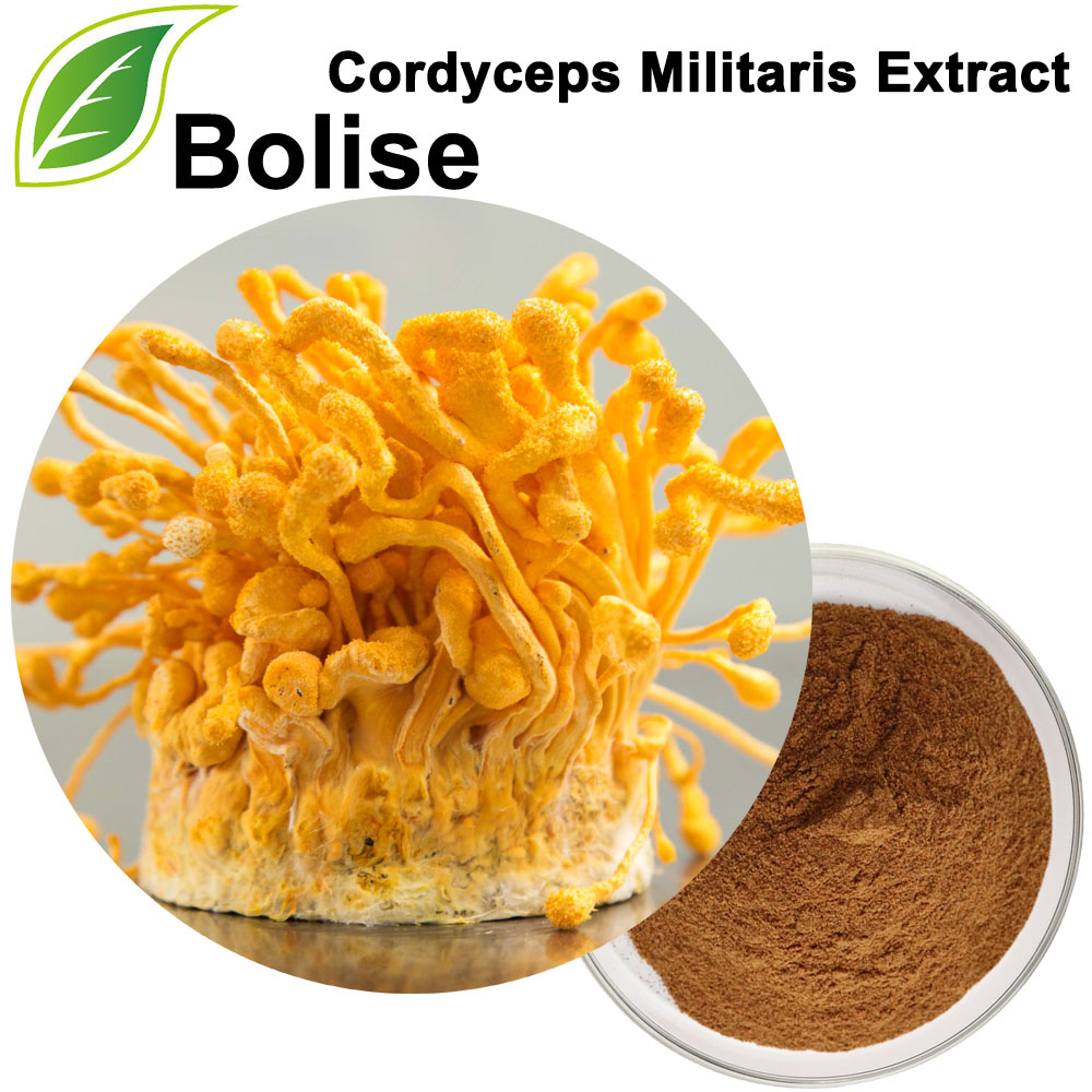 Estratto di Cordyceps Militaris