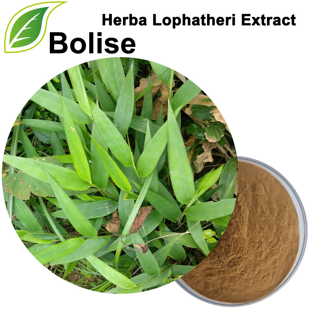 Herba Lophatheri çıxarış