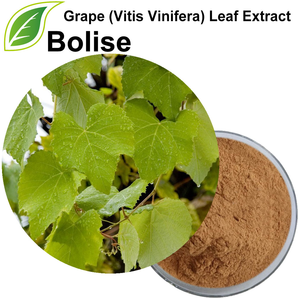 Extrait de feuille de raisin (Vitis Vinifera)