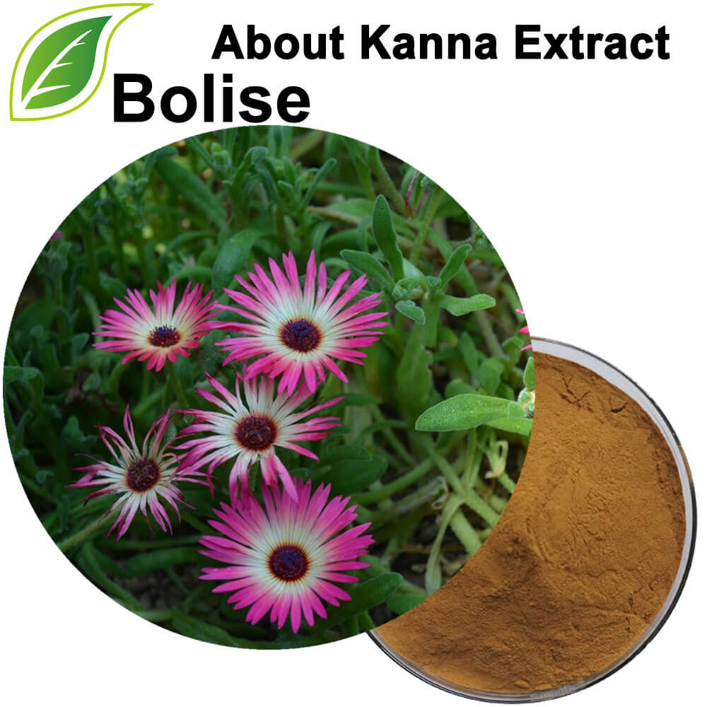 Kanna Extract