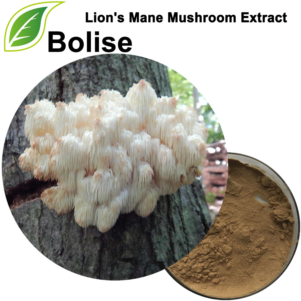 Lion's Mane ສານສະກັດຈາກເຫັດ