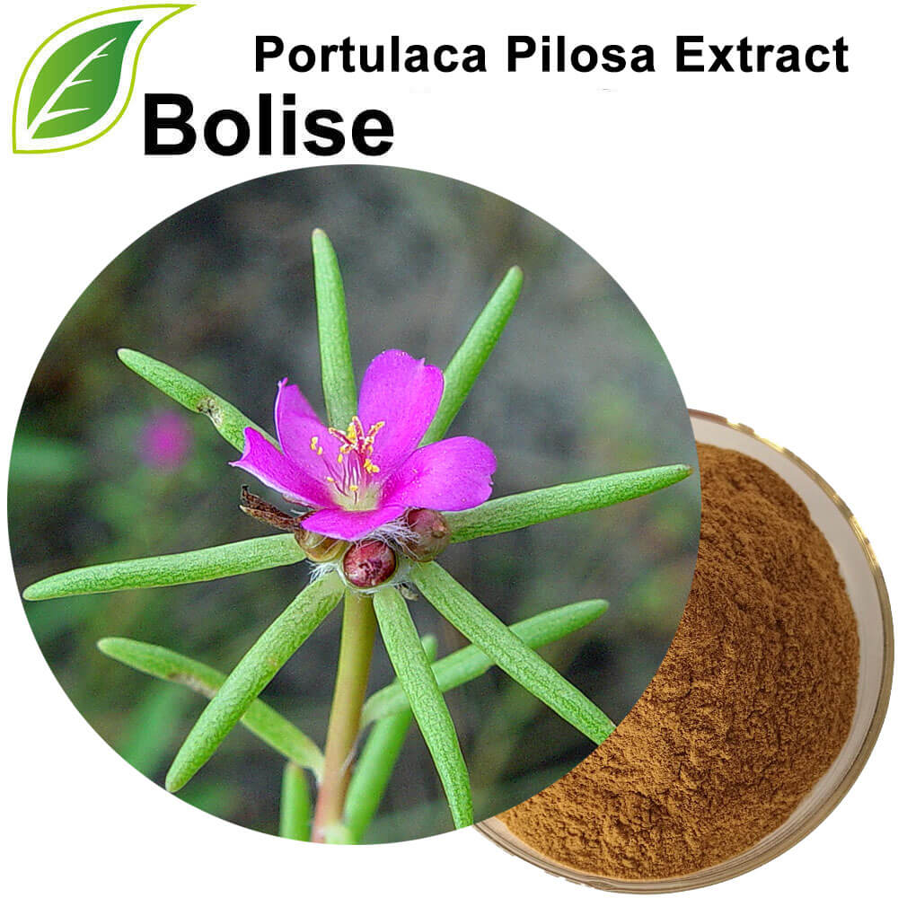 Portulak-Pilosa-Extrakt