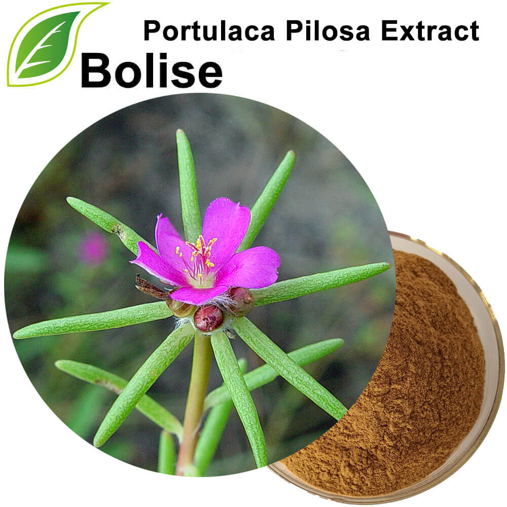 Extracto de Portulaca Pilosa