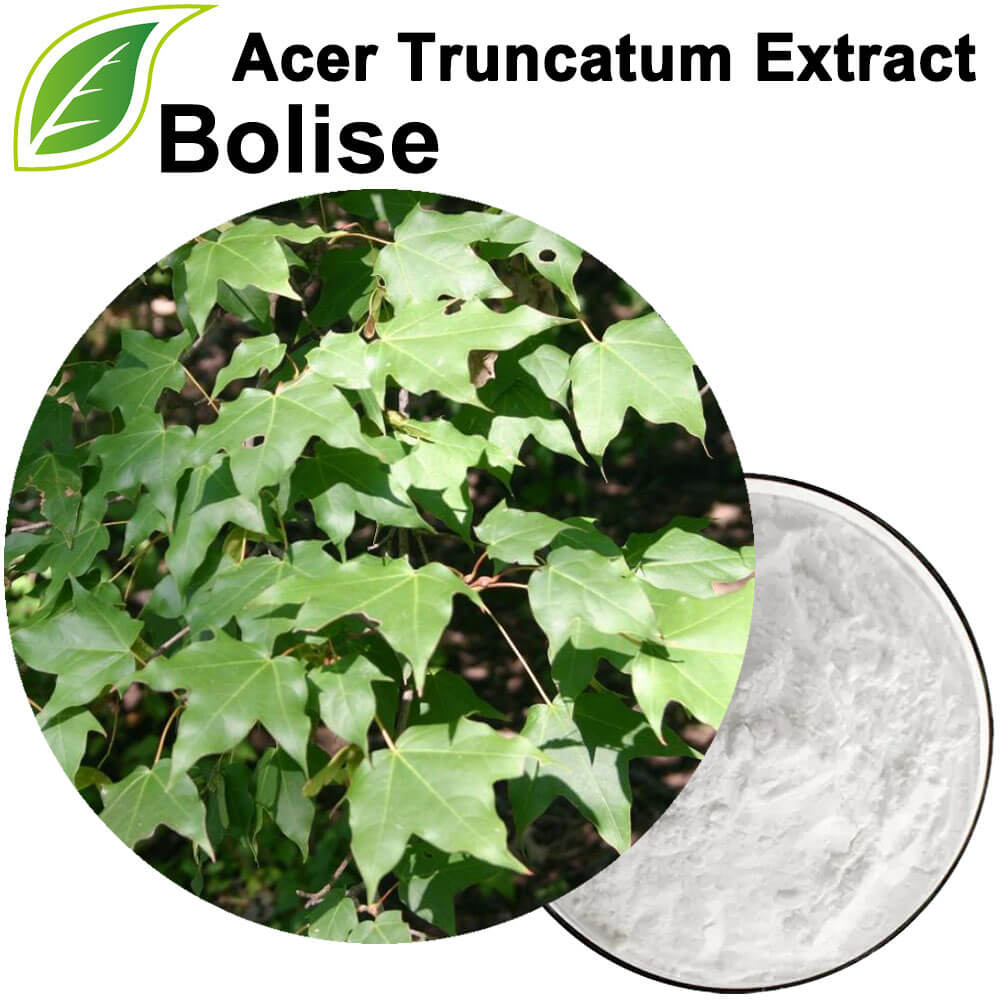 Acer Truncatum-extract