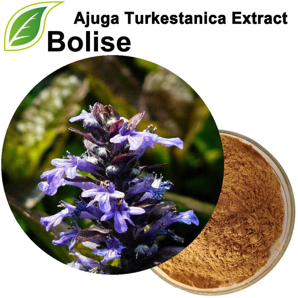 Ekstrakt Ajuga Turkestanica