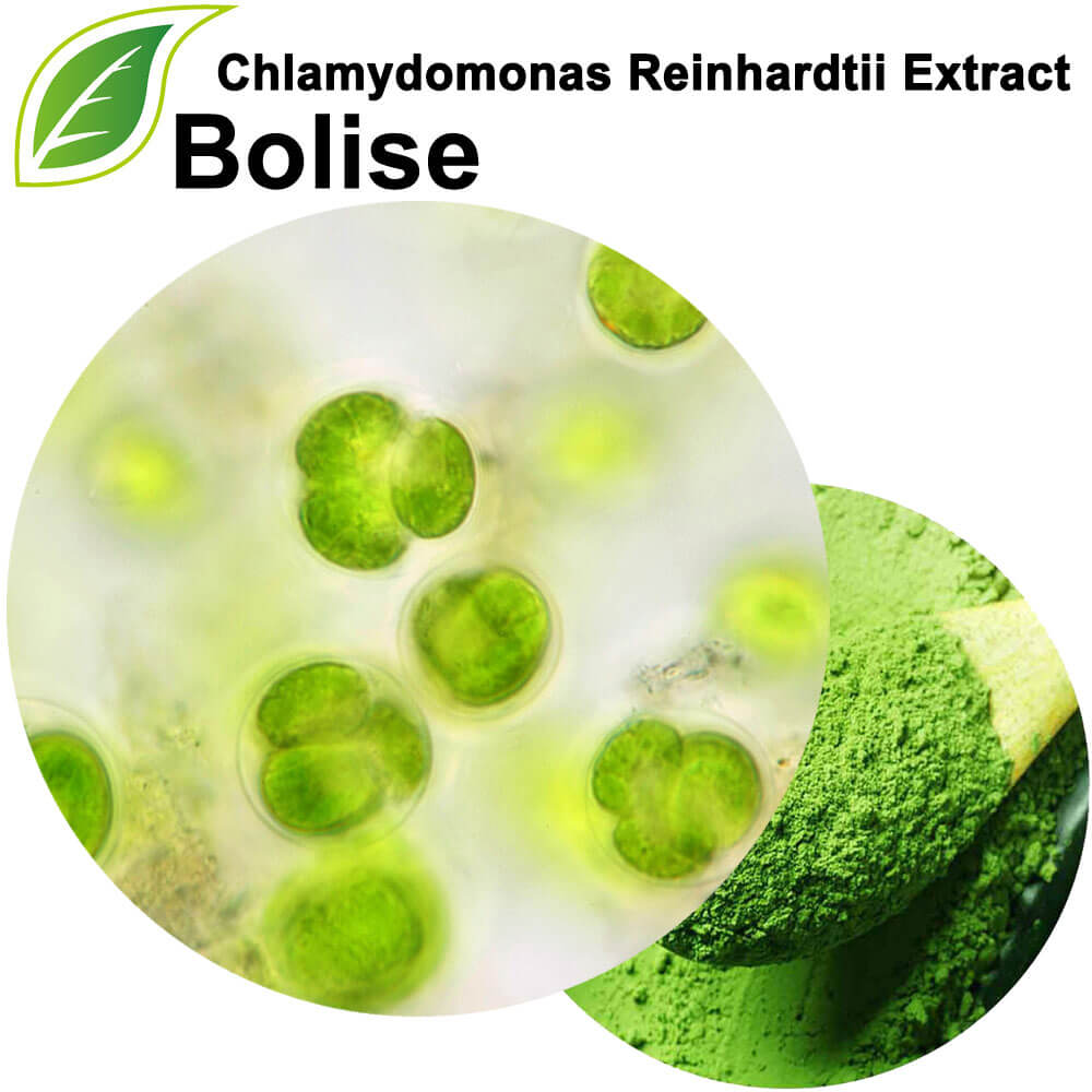 Chlamydomonas Reinhardtii Extract